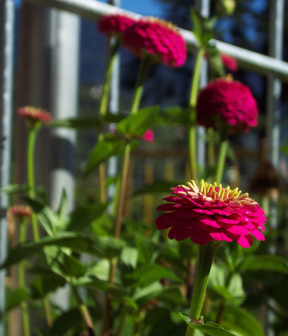 Blumen vom eigenen Garten